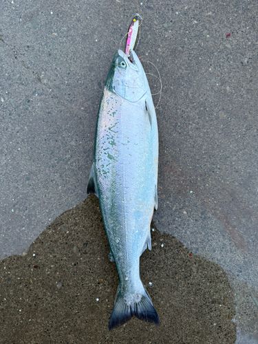 サクラマスの釣果