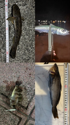 アイナメの釣果