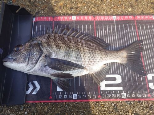 クロダイの釣果