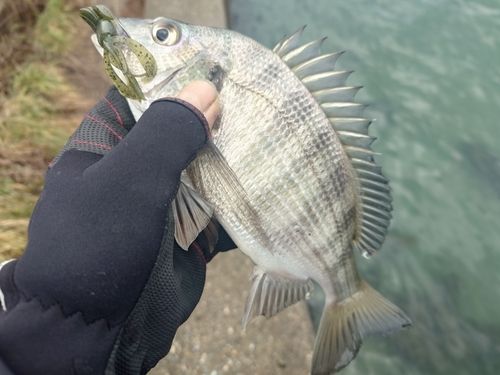 クロダイの釣果