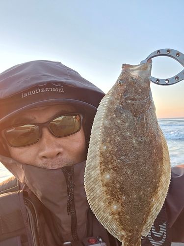 ヒラメの釣果