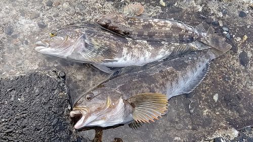 三陸海岸（青森）