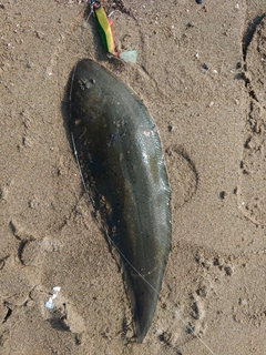 シタビラメの釣果