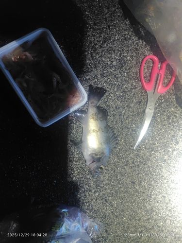 クロメバルの釣果