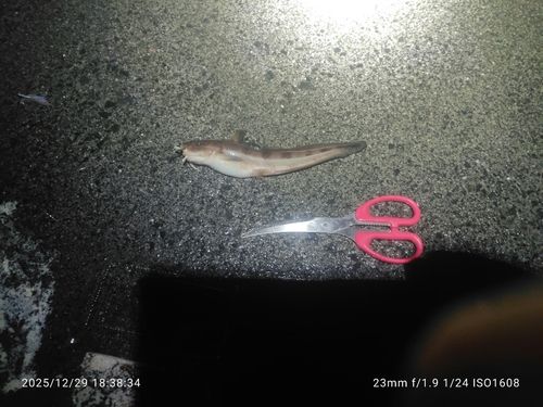 ゴンズイの釣果