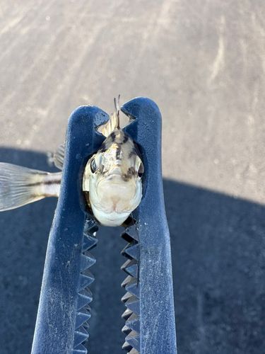 シマイサキの釣果