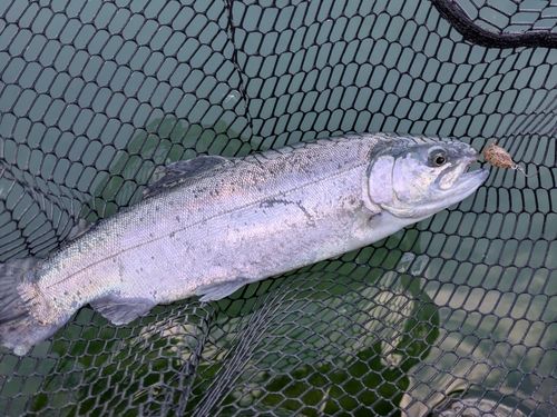ニジマスの釣果