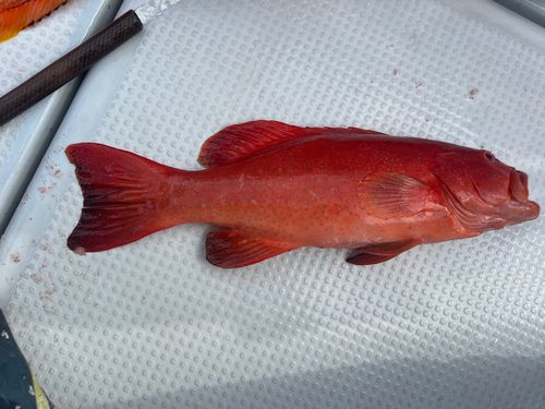 スジアラの釣果