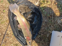 ヤシオマスの釣果