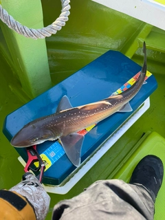 ホシザメの釣果