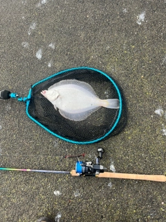 マガレイの釣果