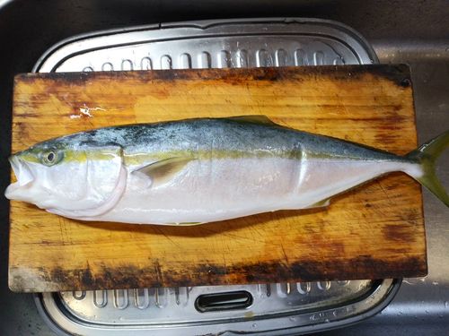 ヒラマサの釣果