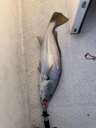 メイゴの釣果