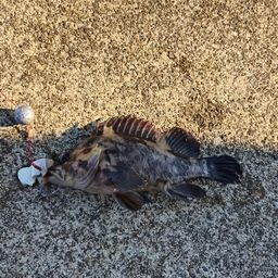 オウゴンムラソイ