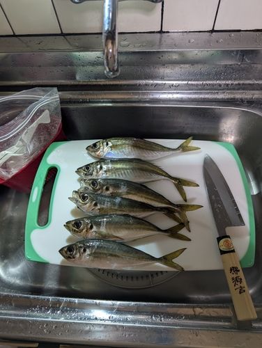 マアジの釣果