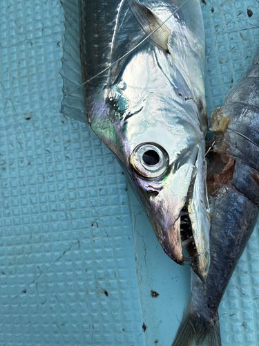 タチウオの釣果