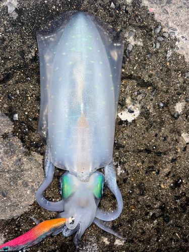 アオリイカの釣果