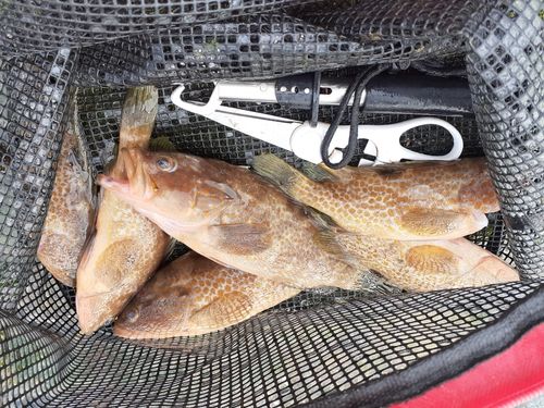 キジハタの釣果