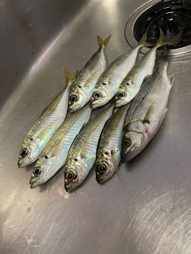 アジの釣果