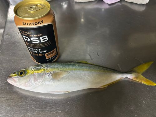 ツバスの釣果