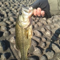 ラージマウスバス