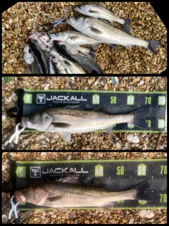 シーバスの釣果