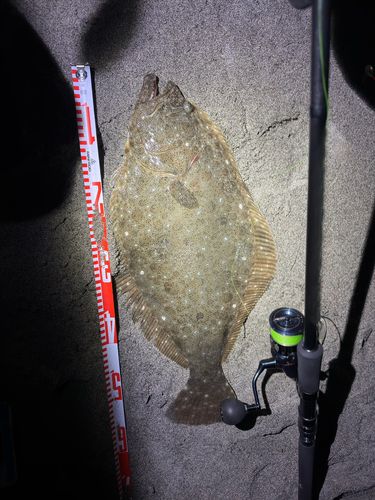 ヒラメの釣果