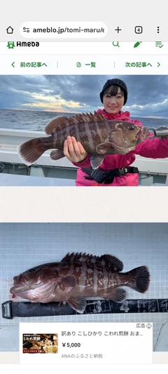 マハタの釣果