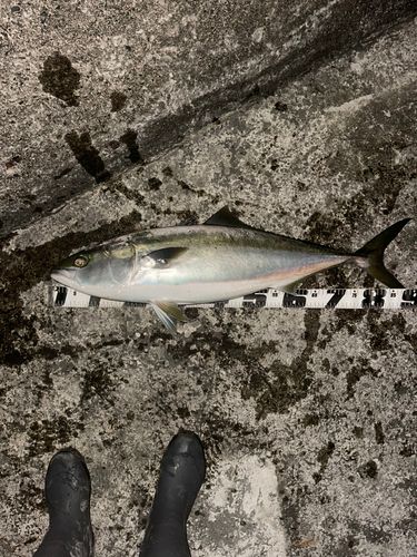 ブリの釣果