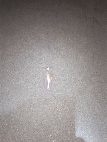 シタビラメの釣果