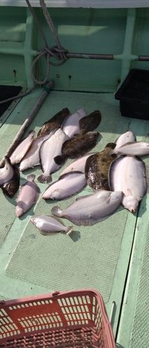 ナメタガレイの釣果