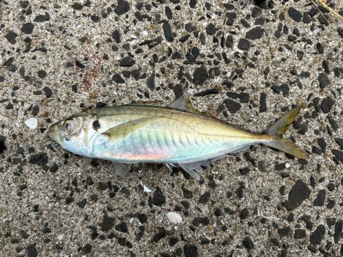 マルアジの釣果