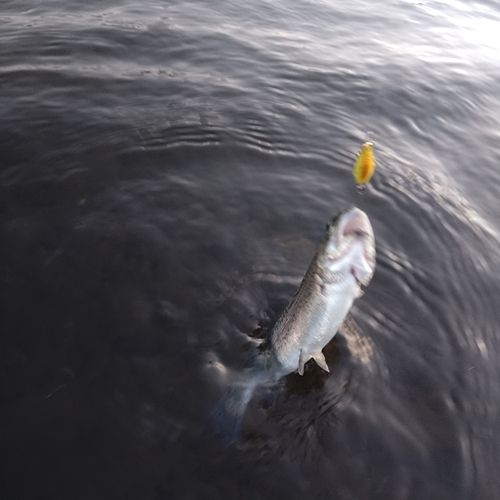 アングラーズパークキングフィッシャー