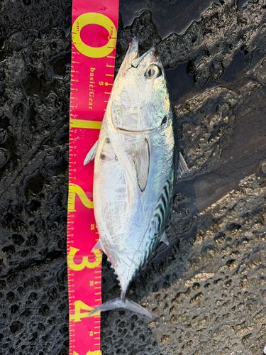 スマガツオの釣果