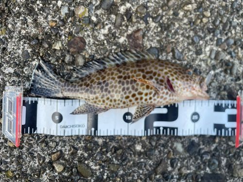 オオモンハタの釣果