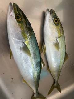 ヒラマサの釣果