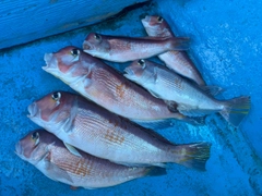アマダイの釣果