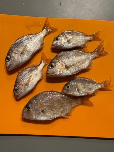 チャリコの釣果