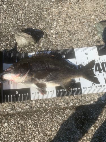 クロダイの釣果