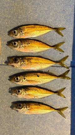 マアジの釣果