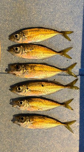 マアジの釣果