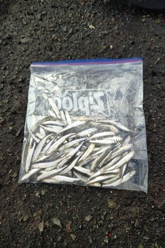 ワカサギの釣果