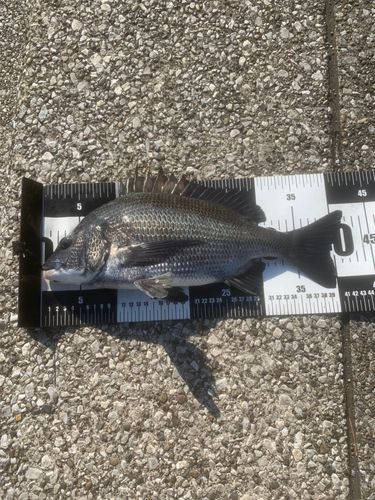 クロダイの釣果