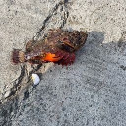 オニダルマオコゼ