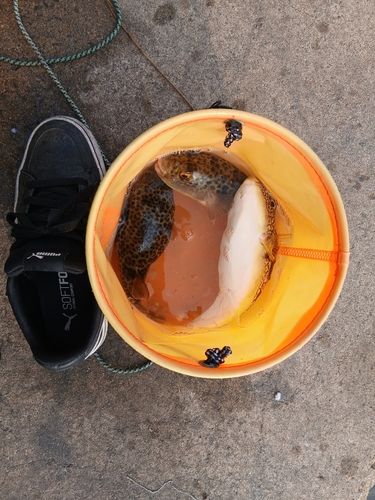 ショウサイフグの釣果