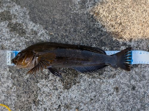 アイナメの釣果