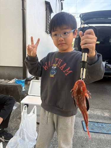 ホウボウの釣果