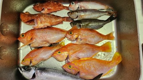 イトヨリダイの釣果