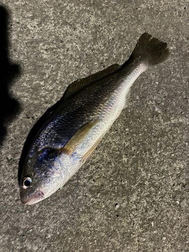 イシモチの釣果