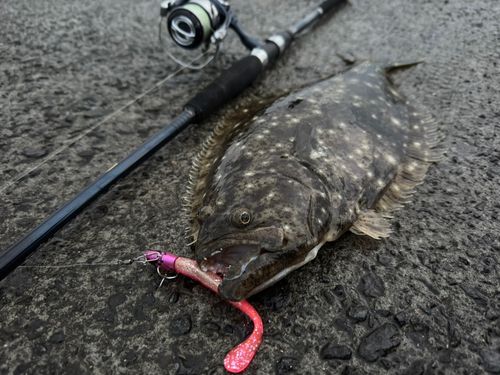 ヒラメの釣果